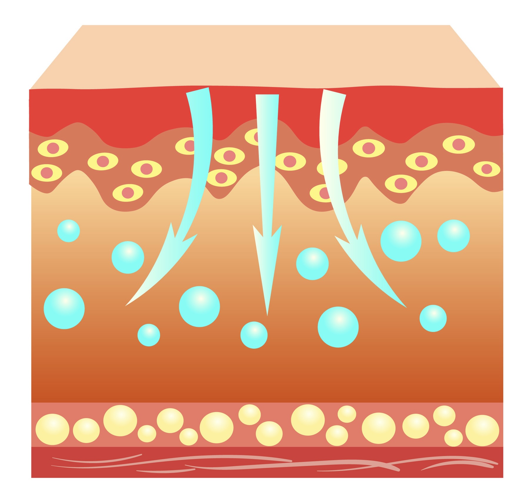 L’acide hyaluronique de bas poids moléculaire