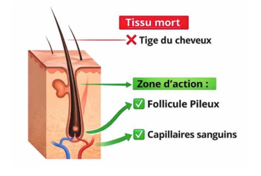 ECA Homme sous le cuir chevelu