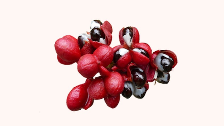 guarana