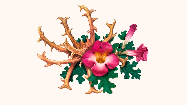 Harpagophytum